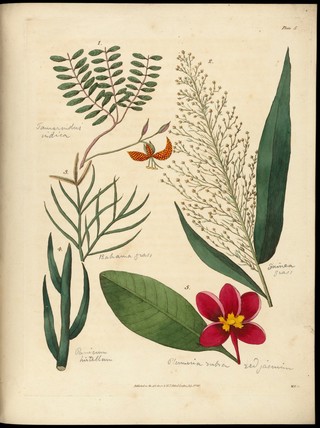 Sketches towards a Hortus botanicus americanus, or, Coloured plates (with a catalogue and concise and familiar descriptions of many species) of new and valuable plants of the West Indies and North and South America : Also of several others, natives of Africa and the East Indies; arranged after the Linnaean system.