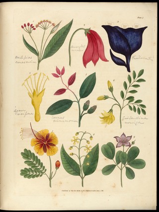 Sketches towards a Hortus botanicus americanus, or, Coloured plates (with a catalogue and concise and familiar descriptions of many species) of new and valuable plants of the West Indies and North and South America : Also of several others, natives of Africa and the East Indies; arranged after the Linnaean system.