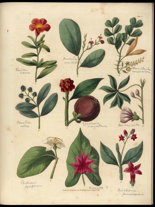 Sketches towards a Hortus botanicus americanus, or, Coloured plates (with a catalogue and concise and familiar descriptions of many species) of new and valuable plants of the West Indies and North and South America : Also of several others, natives of Africa and the East Indies; arranged after the Linnaean system.