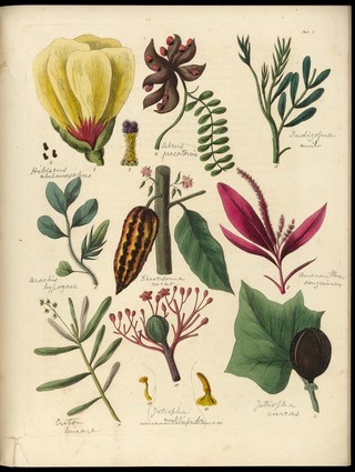 Sketches towards a Hortus botanicus americanus, or, Coloured plates (with a catalogue and concise and familiar descriptions of many species) of new and valuable plants of the West Indies and North and South America : Also of several others, natives of Africa and the East Indies; arranged after the Linnaean system.