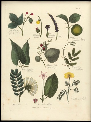 Sketches towards a Hortus botanicus americanus, or, Coloured plates (with a catalogue and concise and familiar descriptions of many species) of new and valuable plants of the West Indies and North and South America : Also of several others, natives of Africa and the East Indies; arranged after the Linnaean system.