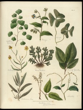 Sketches towards a Hortus botanicus americanus, or, Coloured plates (with a catalogue and concise and familiar descriptions of many species) of new and valuable plants of the West Indies and North and South America : Also of several others, natives of Africa and the East Indies; arranged after the Linnaean system.