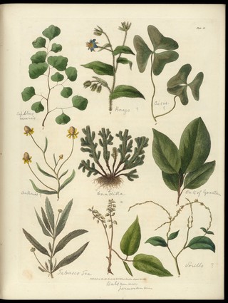 Sketches towards a Hortus botanicus americanus, or, Coloured plates (with a catalogue and concise and familiar descriptions of many species) of new and valuable plants of the West Indies and North and South America : Also of several others, natives of Africa and the East Indies; arranged after the Linnaean system.