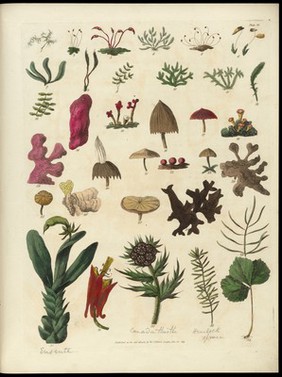 Sketches towards a Hortus botanicus americanus, or, Coloured plates (with a catalogue and concise and familiar descriptions of many species) of new and valuable plants of the West Indies and North and South America : Also of several others, natives of Africa and the East Indies; arranged after the Linnaean system.