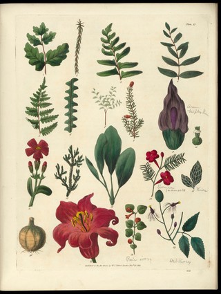 Sketches towards a Hortus botanicus americanus, or, Coloured plates (with a catalogue and concise and familiar descriptions of many species) of new and valuable plants of the West Indies and North and South America : Also of several others, natives of Africa and the East Indies; arranged after the Linnaean system.