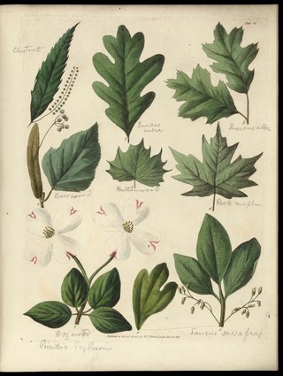 Sketches towards a Hortus botanicus americanus, or, Coloured plates (with a catalogue and concise and familiar descriptions of many species) of new and valuable plants of the West Indies and North and South America : Also of several others, natives of Africa and the East Indies; arranged after the Linnaean system.