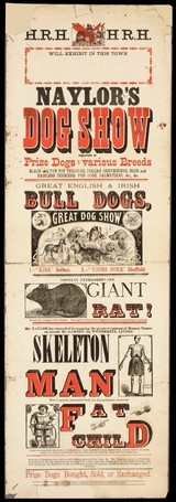 Naylor's Dog Show consisting of prize dogs of various breeds... : novelty extraordinary giant rat... : Mr. Samson, the wonderful Living Skeleton Man who is greatly contrasted with the extraordinary American Fat Child.