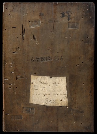Ambrosia altera.
