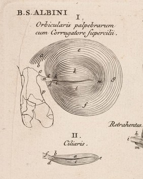 Tabulae sceleti et musculorum corporis humani / [Bernhard Siegfried Albinus].