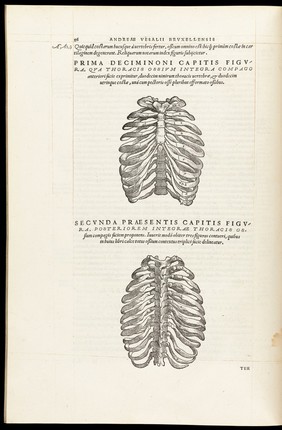 Andreae Vesalii Bruxellensis, scholae medicorum Patauinae professoris De humani corporis fabrica libri septem.