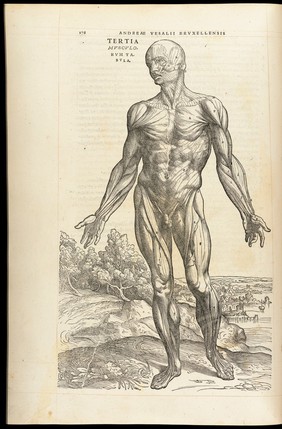 Andreae Vesalii Bruxellensis, scholae medicorum Patauinae professoris De humani corporis fabrica libri septem.