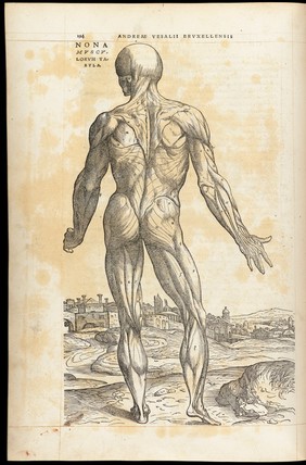 Andreae Vesalii Bruxellensis, scholae medicorum Patauinae professoris De humani corporis fabrica libri septem.