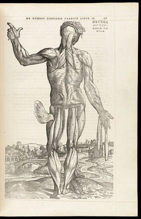 Andreae Vesalii Bruxellensis, scholae medicorum Patauinae professoris De humani corporis fabrica libri septem.