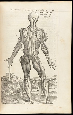 Andreae Vesalii Bruxellensis, scholae medicorum Patauinae professoris De humani corporis fabrica libri septem.