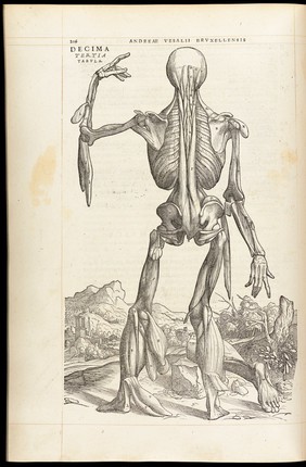 Andreae Vesalii Bruxellensis, scholae medicorum Patauinae professoris De humani corporis fabrica libri septem.