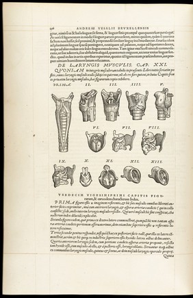 Andreae Vesalii Bruxellensis, scholae medicorum Patauinae professoris De humani corporis fabrica libri septem.