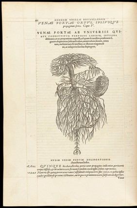 Andreae Vesalii Bruxellensis, scholae medicorum Patauinae professoris De humani corporis fabrica libri septem.