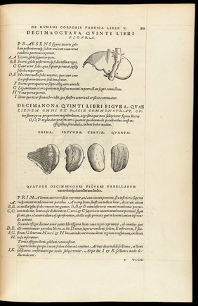 Andreae Vesalii Bruxellensis, scholae medicorum Patauinae professoris De humani corporis fabrica libri septem.