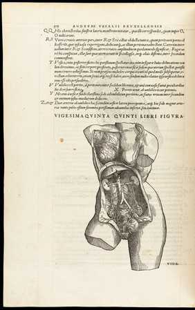 Andreae Vesalii Bruxellensis, scholae medicorum Patauinae professoris De humani corporis fabrica libri septem.