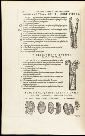 Andreae Vesalii Bruxellensis, scholae medicorum Patauinae professoris De humani corporis fabrica libri septem.