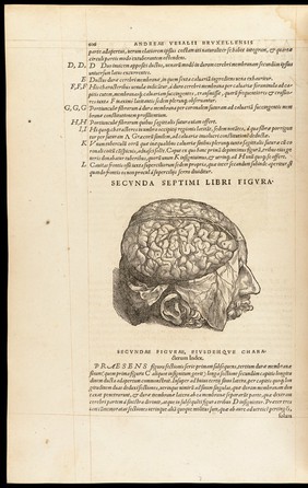 Andreae Vesalii Bruxellensis, scholae medicorum Patauinae professoris De humani corporis fabrica libri septem.