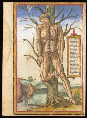 A male écorché standing, leaning against a tree, exposing the anatomy of his thorax and his left breast. Woodcut by François Jollat, 1545, after Étienne de La Rivière and Charles Estienne.