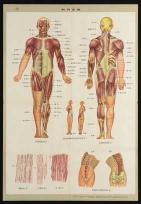 Human anatomy and physiology: western ideas presented for the education of Chinese medical staff. Colour lithographs, 1956.