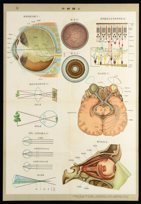 Human anatomy and physiology: western ideas presented for the education of Chinese medical staff. Colour lithographs, 1956.