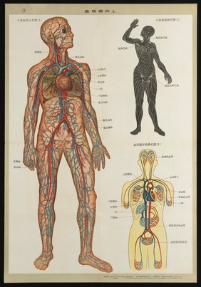 Human anatomy and physiology: western ideas presented for the education of Chinese medical staff. Colour lithographs, 1956.