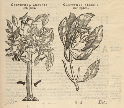 Caroli Clusii ... Exoticorum libri decem: quibus animalium plantarum, aromatum, aliorumque peregrinorum fructuum historiae describuntur / item Petri Bellonii observationes, eodem Carolo Clusio interprete.