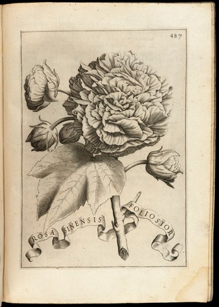 Flora ouero cvltvra di fiori del / p. Gio. Battista Ferrari ... Distinta in quattro libri e trasportata dalla lingua latina nell'italiana da Lodouico Aureli Perugino.