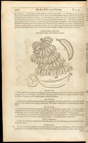 The herball or, generall historie of plantes / Gathered by John Gerarde ... Very much enlarged and amended by Thomas Johnson.