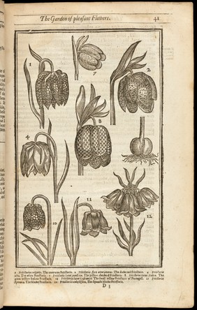 Paradisi in sole paradisus terrestris. Or, a garden of all sorts of pleasant flowers which our English ayre will permitt to be noursed vp: with a kitchen garden of all manner of herbes, rootes & fruites, for meate or sause vsed with vs: and an orchard of all sorte of fruitbearing trees and shrubbes fit for our land together with the right orderinge, planting, and preseruing of them, and their vses and vertues / Collected by John Parkinson Apothecary of London 1629.