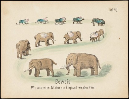 Evolution of household articles, animals etc. according to Darwin's doctrine. Colour lithographs by Fr. Schmidt, ca. 187-(?).