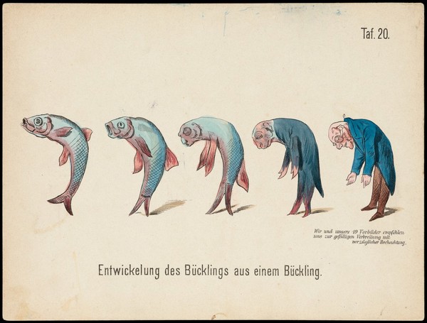 Evolution of household articles, animals etc. according to Darwin's doctrine. Colour lithographs by Fr. Schmidt, ca. 187-(?).