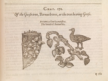 The herball or, generall historie of plantes / Gathered by John Gerarde ... Very much enlarged and amended by Thomas Johnson.