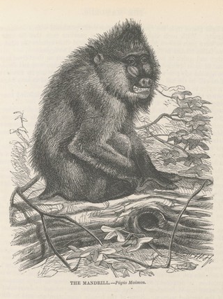 The illustrated natural history / by the Rev. J.G. Wood.