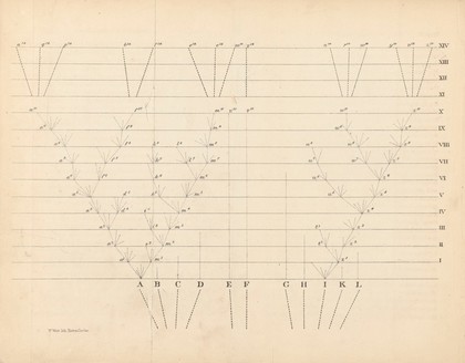 Table illustrating the 'laws of variation', a fold out illustration after p.168, Chapter V of The Origin of the Species, by Charles Darwin, Imp: London: John Murray, 1859