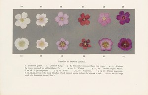 view Heredity in Primula Sinensis, lower part of plate VI in Mendel's Principles of Heredity, William Bateson, Cambridge, 1909