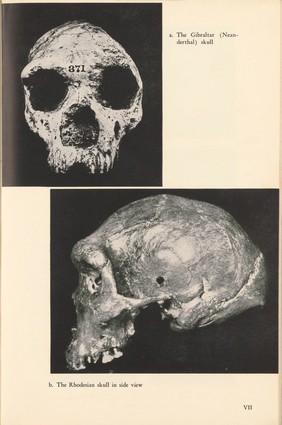 The Gibralter Neanderthal skull and Rhodesian skull in side view, plate VII in Human Ancestry From a Genetical Point of View by R. Ruggles Gates, Harvard University Press, 1948