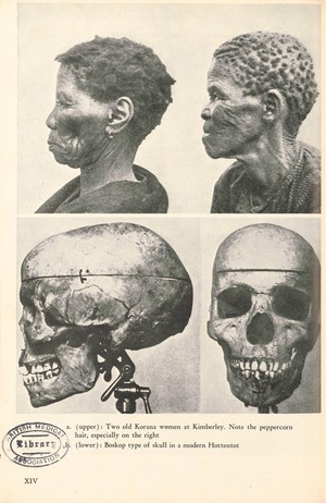 view Two old Korana women and Boskop type of skull in a modern Hottentot, plate XIV in Human Ancestry From a Genetical Point of View, by R. Ruggles Gates, Harvard University Press, 1948