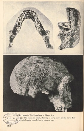 The Heidelberg jaw and Steinheim skull showing a heavy supra-orbital torus but the occipital region rounded as in modern man, plate XXII, Human Ancestry From a Genetical Point of View, by R. Ruggle Gates, Harvard University Press, 1948