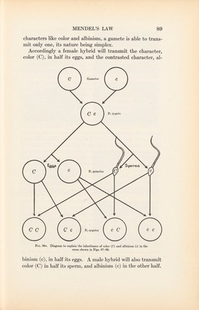 Diagram to explain the inheritance of colour, as described in Mendel's Law, fig 30a in Genetics and Eugenics by W. E. Castle, Harvard University Press, 1916