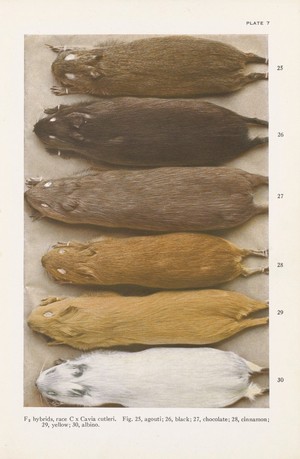 view Variation of colour in rats as described in Mendel's Law, plate 6 in Genetics and Eugenics by W. E. Castle, Harvard University Press, 1916