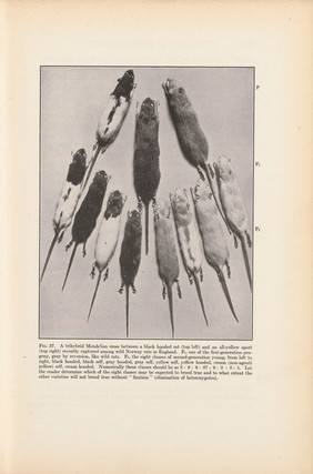 Colour variation in wild Norway rats captured in England, fig 57 opp. page 126 in Genetics and Eugenics by W. E. Castle, Harvard University Press, 1916