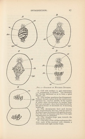 view Diagram of nuclear division, Fig 1 in Introduction of The Germ-Plasm: A Theory of Heredity by August Weismann, London, Walter Scott, 1893