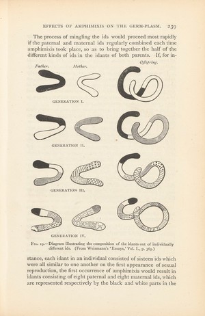 view Diagram of different generations of idants, Fig. 19 in chapter on 'Effects of Amphimixis on the Germ-Plasm', p. 239 of The Germ-Plasm: A Theory of Heredity by August Weismann, London, Walter Scott, 1893