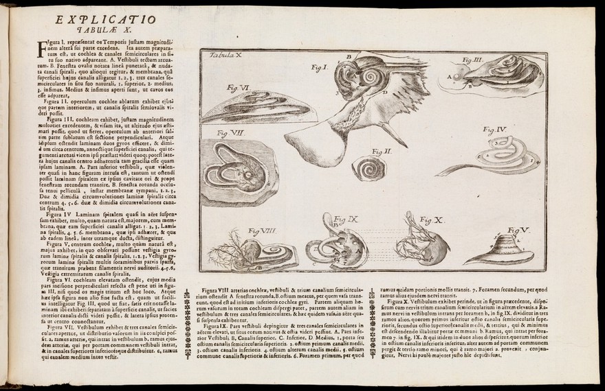 Tractatus de organo auditus continens structuram, usum et morbos omnium auris partium / per Dn. Du Verney ... è Gallico Latinè versus.