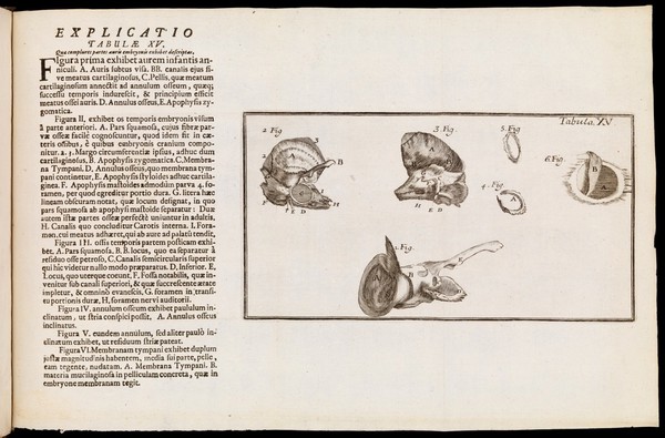 Tractatus de organo auditus continens structuram, usum et morbos omnium auris partium / per Dn. Du Verney ... è Gallico Latinè versus.