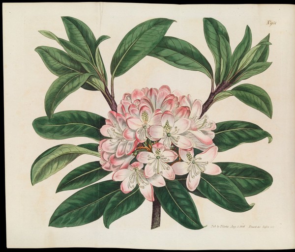Curtis's botanical magazine.